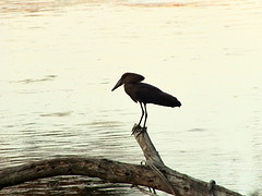 Hamerkop