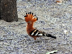African Hoopoe
