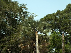 Pied Kingfisher