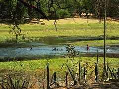Thamalakane rivier