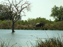 Pool met olifant