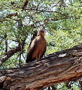 Tawny eagle