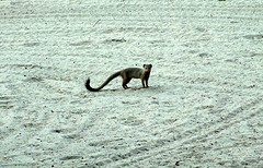 Slender mongoose