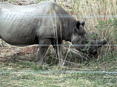 black rhino