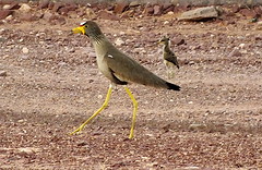 Wattled Plover