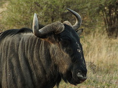 wildebeast