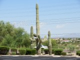 Grote cactussen hier!