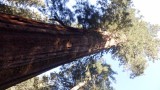 Giant Sequoia