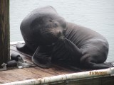 De grote baas?
