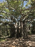 IMG_0618