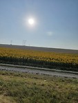 Zonnebloemen vol trots