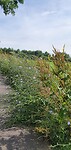 Bloeiende berm bij Balk