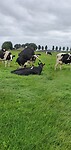 Tochtige  koeien