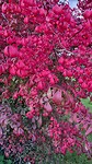 Herfst