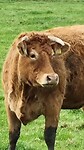 Friese dame