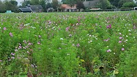 Veld vol bloemen