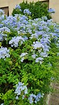 Prachtig Plumbago heg