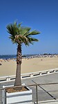 Palm