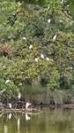 Boom met witte reigers