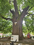 De oude lindeboom