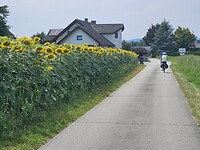 Zonnebloemen velden en Annet