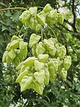 Lampionnen
