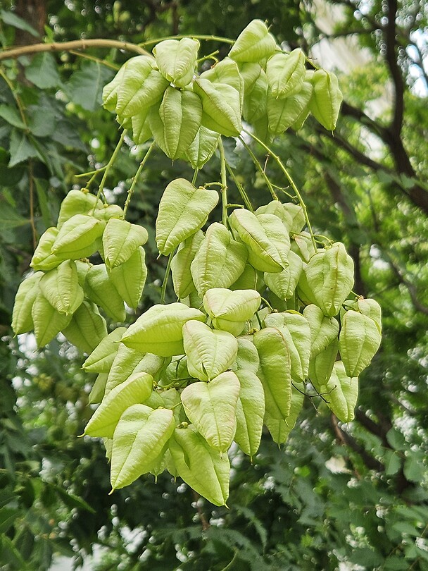 Lampionnen