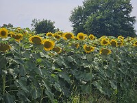 Zonnebloemen