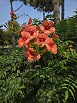 Bloemen pracht