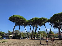 Pijnbomen langs de kust