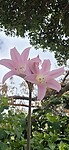 Wilde Amaryllis