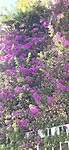 Bougainville