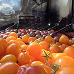 Tomatos
