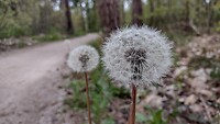 IMG_20210515_092921424_HDR