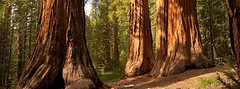 sequoia2
