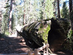 Grand Grove 16 april 007