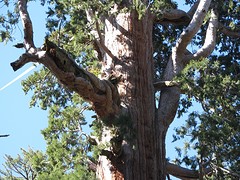 Grand Grove 16 april 008