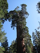 Grand Grove 16 april 012