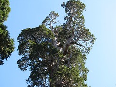 Grand Grove 16 april 013