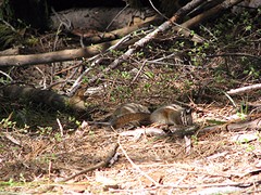 Grand Grove 16 april 017