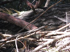 Grand Grove 16 april 018