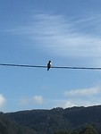 Kookaburra