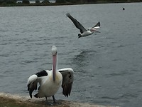 Pelikaan