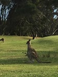 Kangaroo