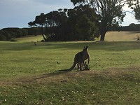 Kangaroo