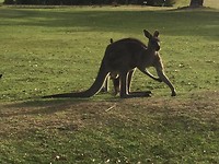 Kangaroo