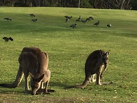 Kangaroo