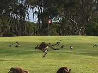 Kangaroo