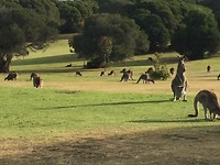 Kangaroo