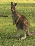 Kangaroo